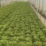 意大利生菜基地直发云南生菜保质保量价格实惠欢迎老板联系
