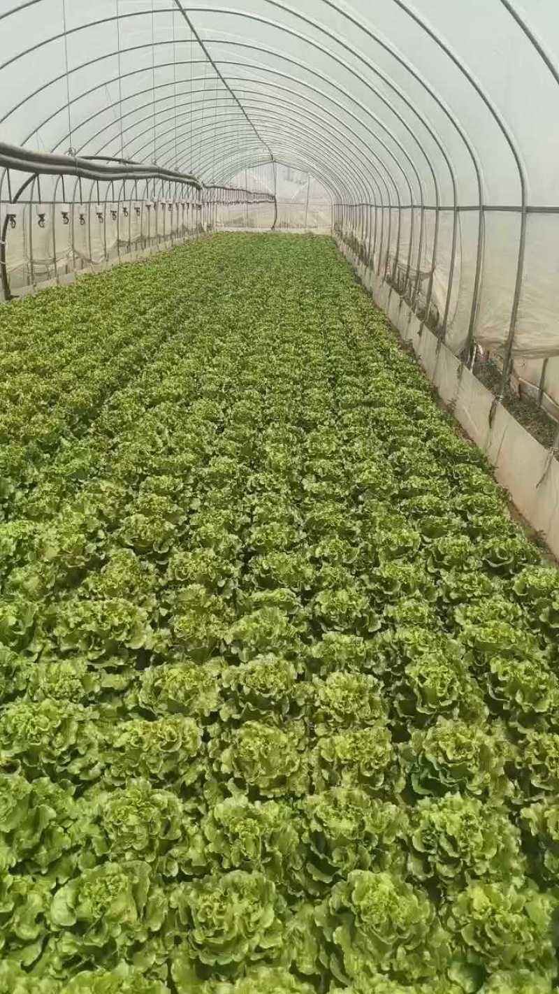 意大利生菜基地直发云南生菜保质保量价格实惠欢迎老板联系