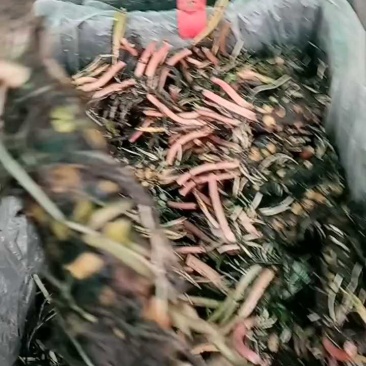 睡莲根块池塘睡莲花水培植物四季莲花盆栽水养花卉荷花大睡莲