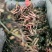 睡莲根块池塘睡莲花水培植物四季莲花盆栽水养花卉荷花大睡莲