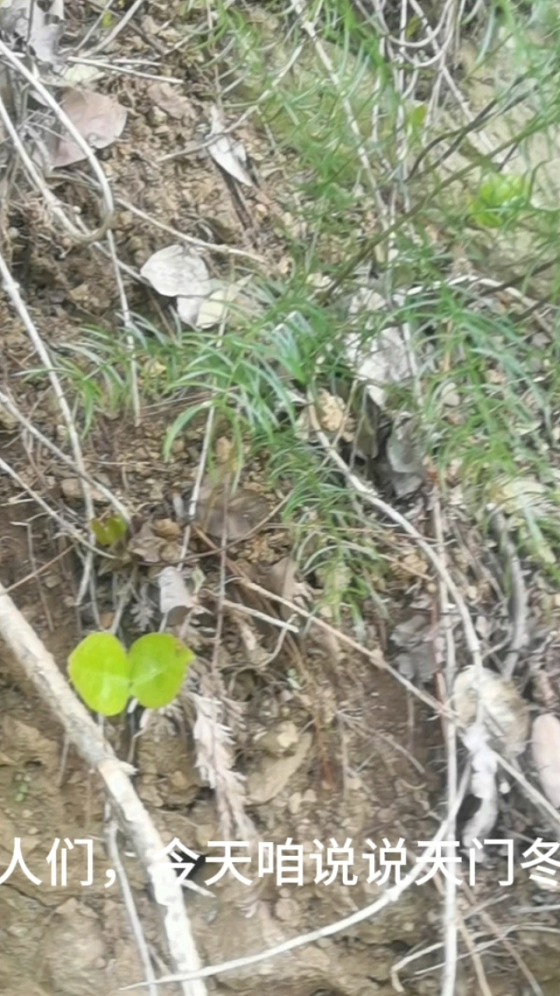 天门冬野生草本，耐阴怕积水，花果观赏佳。