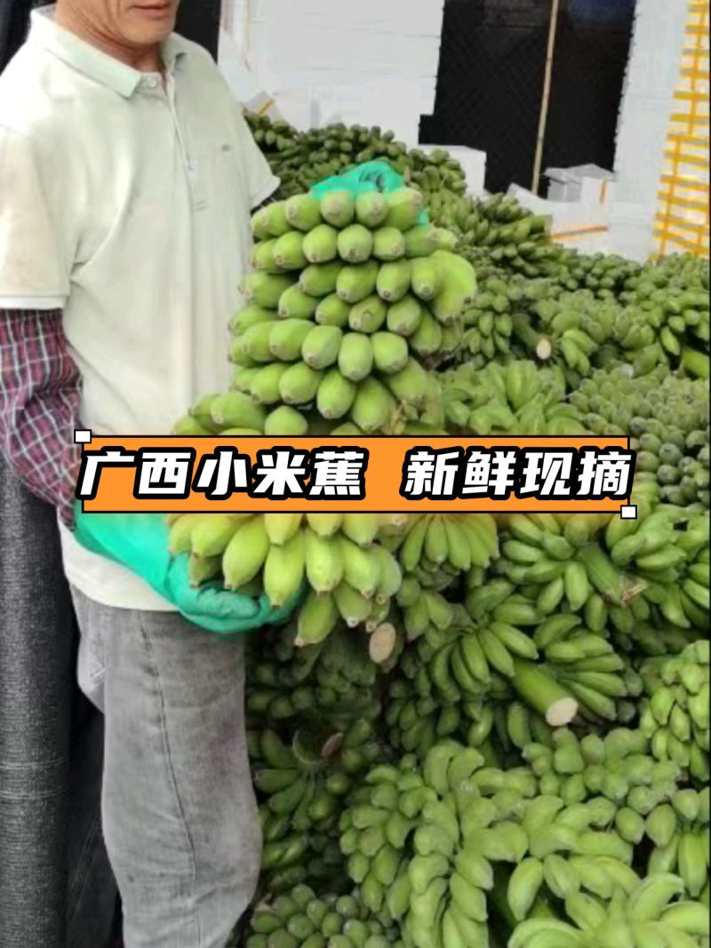 广西小米蕉产地直供品质保证服务周到