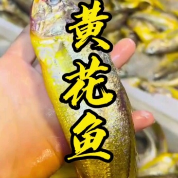 小黄瓜去头去内脏，红烧香煎都好吃！