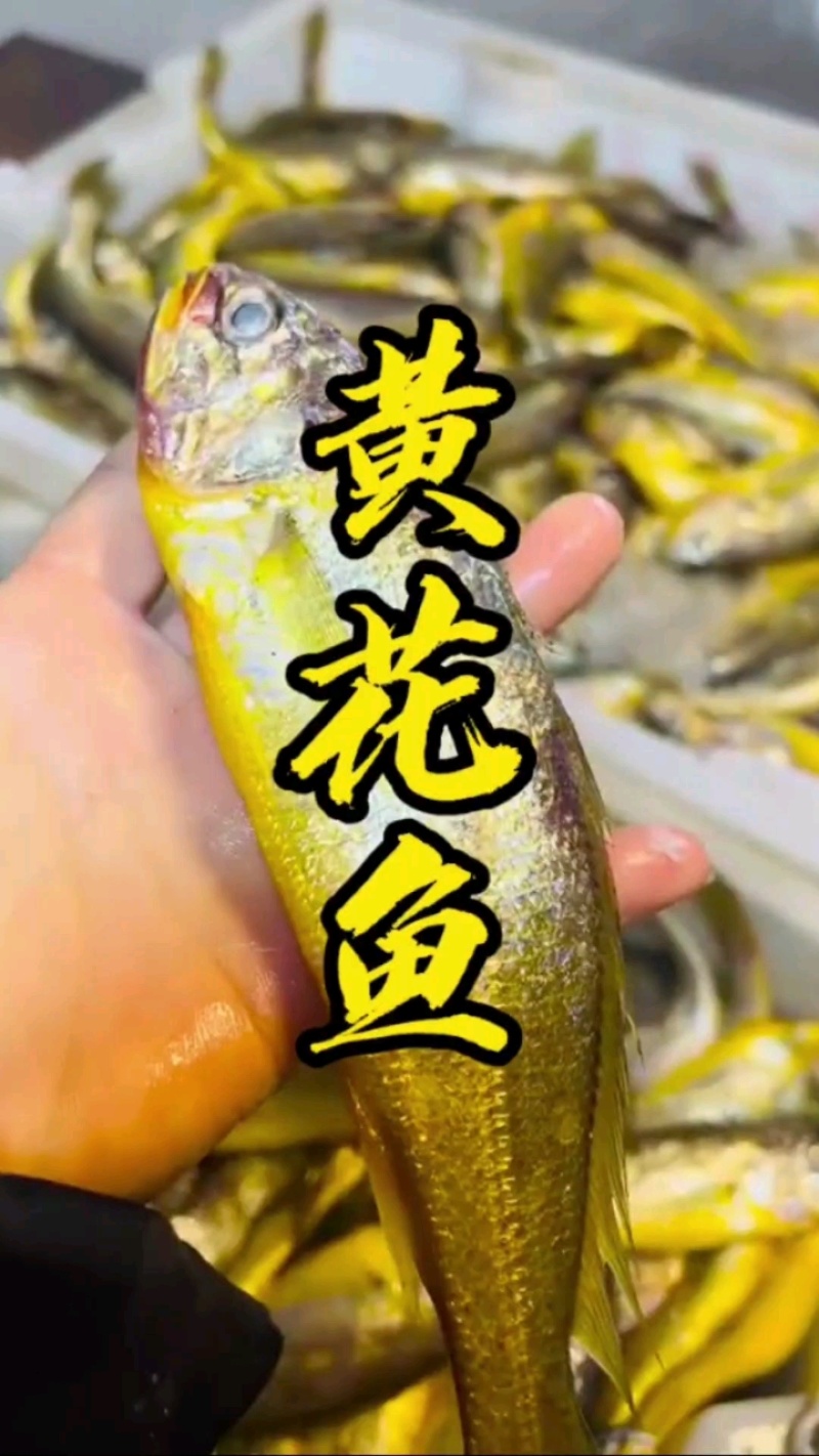 小黄瓜去头去内脏，红烧香煎都好吃！