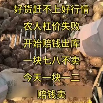 山东芋头/毛芋8520/现挖现发低价对接全国市场电商平台