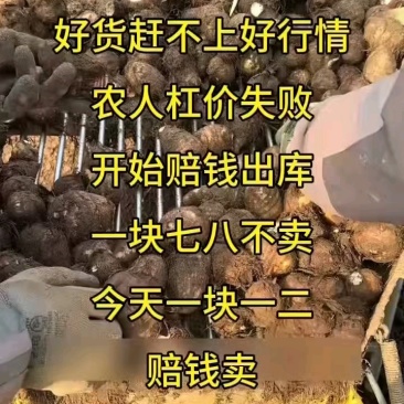 山东芋头/毛芋8520/现挖现发低价对接全国市场电商平台