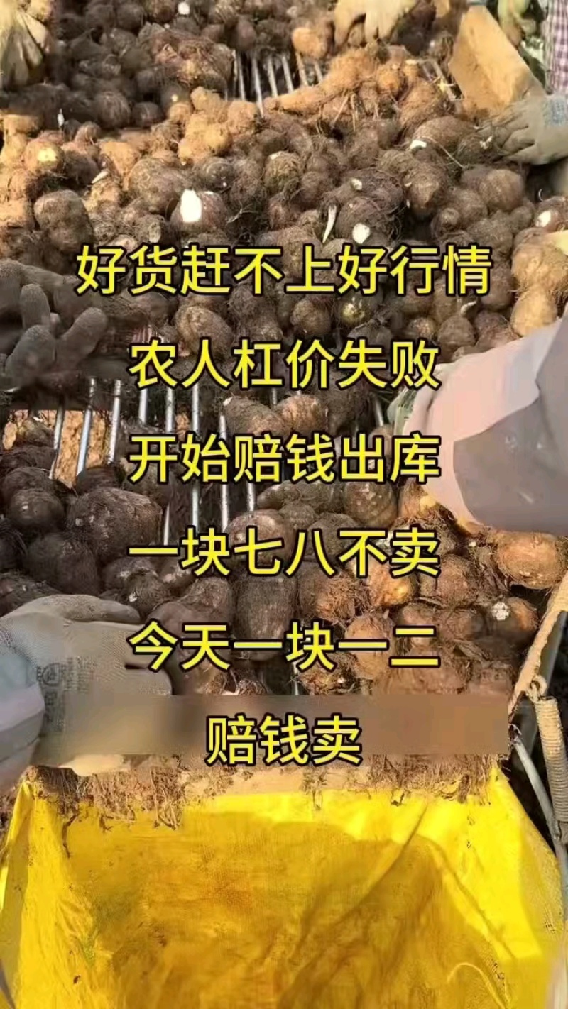 山东芋头/毛芋8520/现挖现发低价对接全国市场电商平台