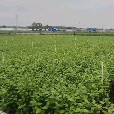 茉莉花盘栽/横州市今年新货上市中/漂不漂亮你说的算