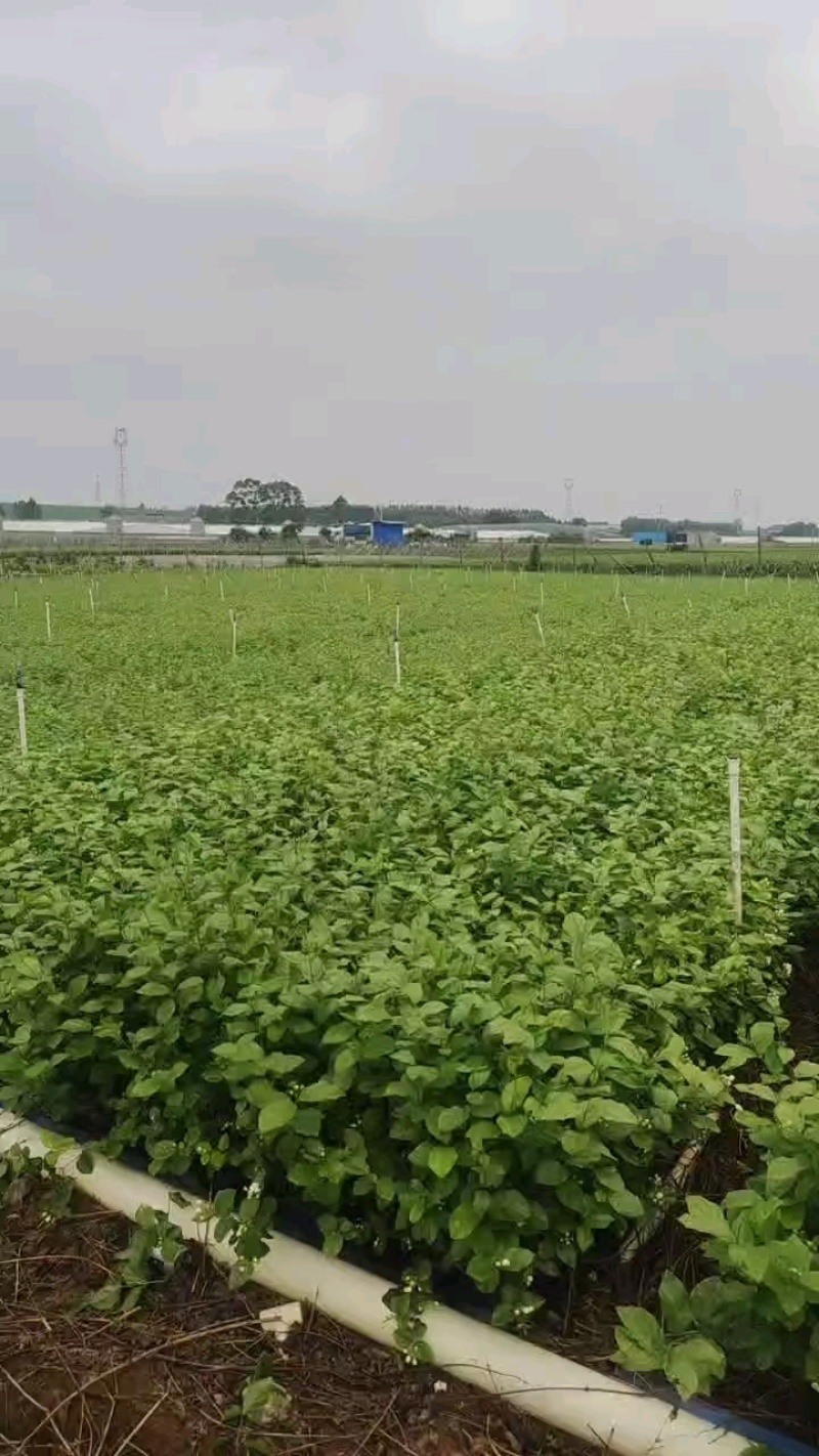 茉莉花盘栽/横州市今年新货上市中/漂不漂亮你说的算