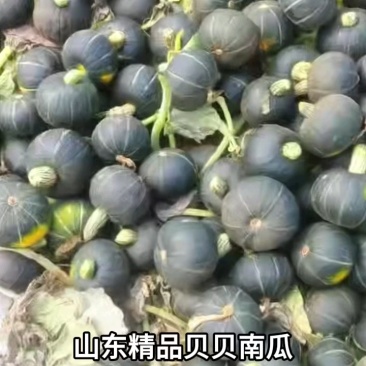 贝贝南瓜大量上市量大价优一手货源诚信经营欢迎来电