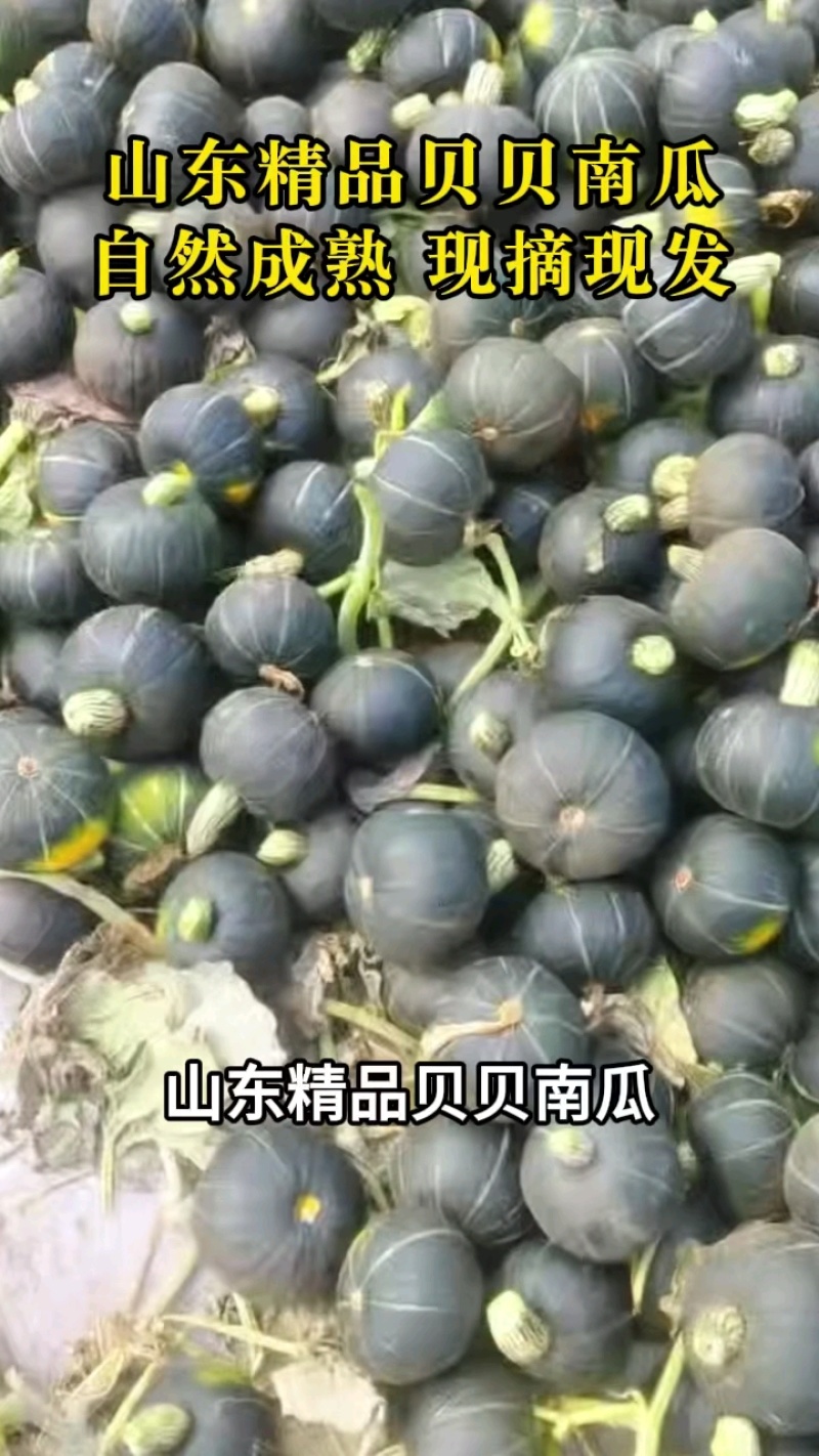 贝贝南瓜大量上市量大价优一手货源诚信经营欢迎来电
