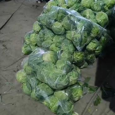 甘蓝三毛五上车，货源充足，中甘品质！