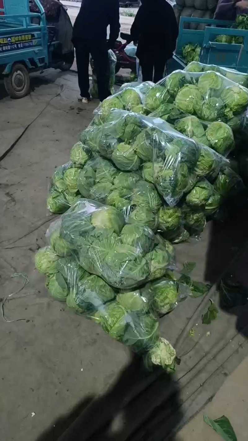 甘蓝三毛五上车，货源充足，中甘品质！