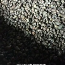 湖北田螺长期有货，新鲜量大，货源充足，全国发货。