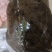 外塘生态黄公甲鱼