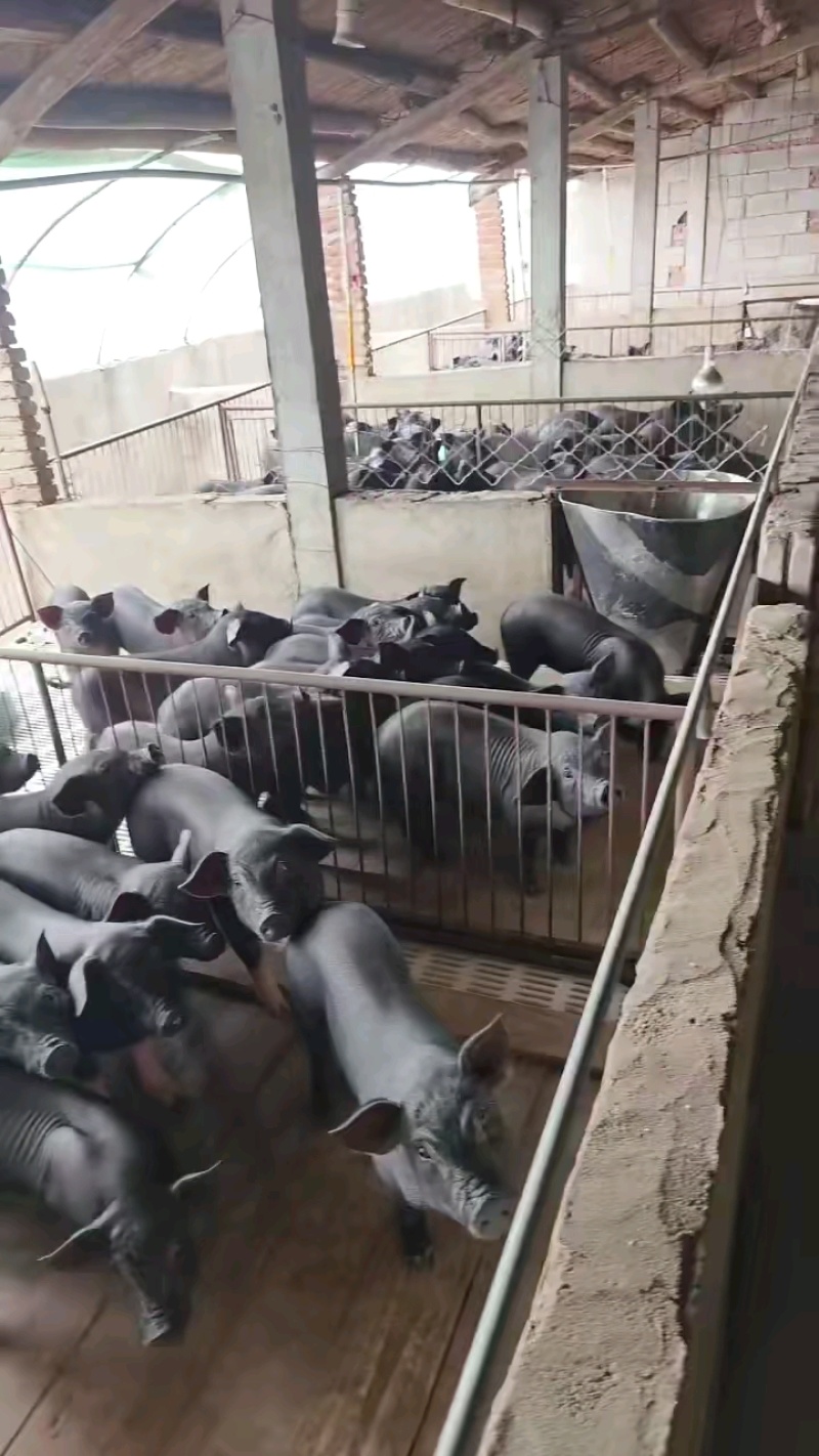 黑土仔猪厂家销售货源充足质量保证全国包邮包成