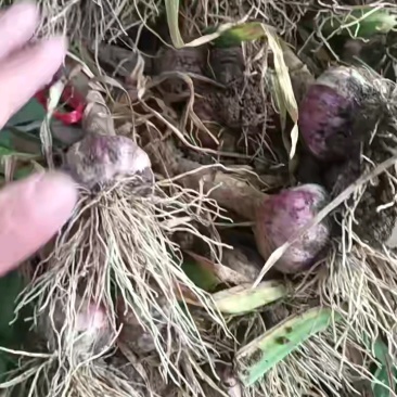 精品开封大蒜紫皮蒜产地大量上市供应，价格优惠欢迎合作