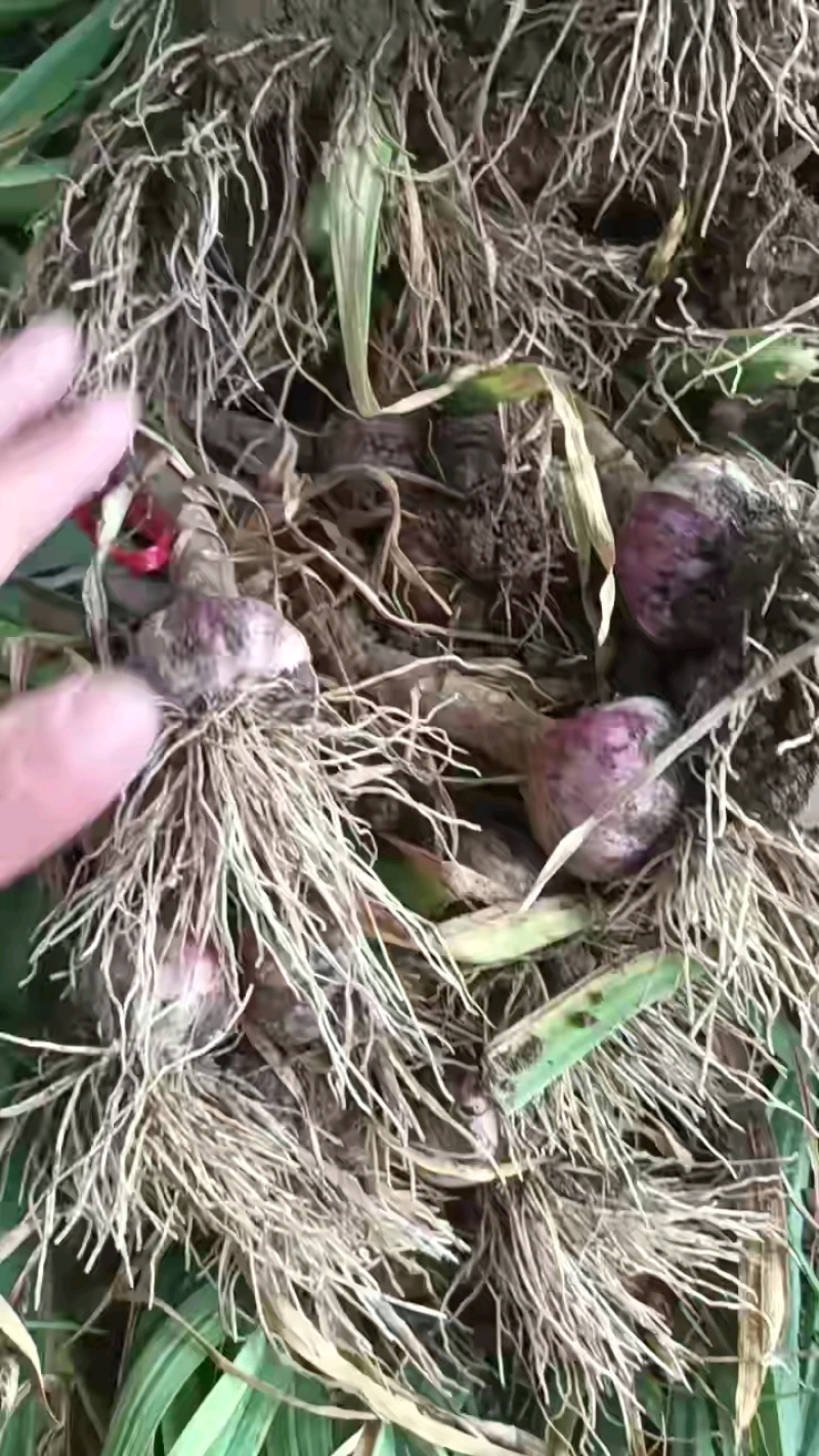 精品开封大蒜紫皮蒜产地大量上市供应，价格优惠欢迎合作