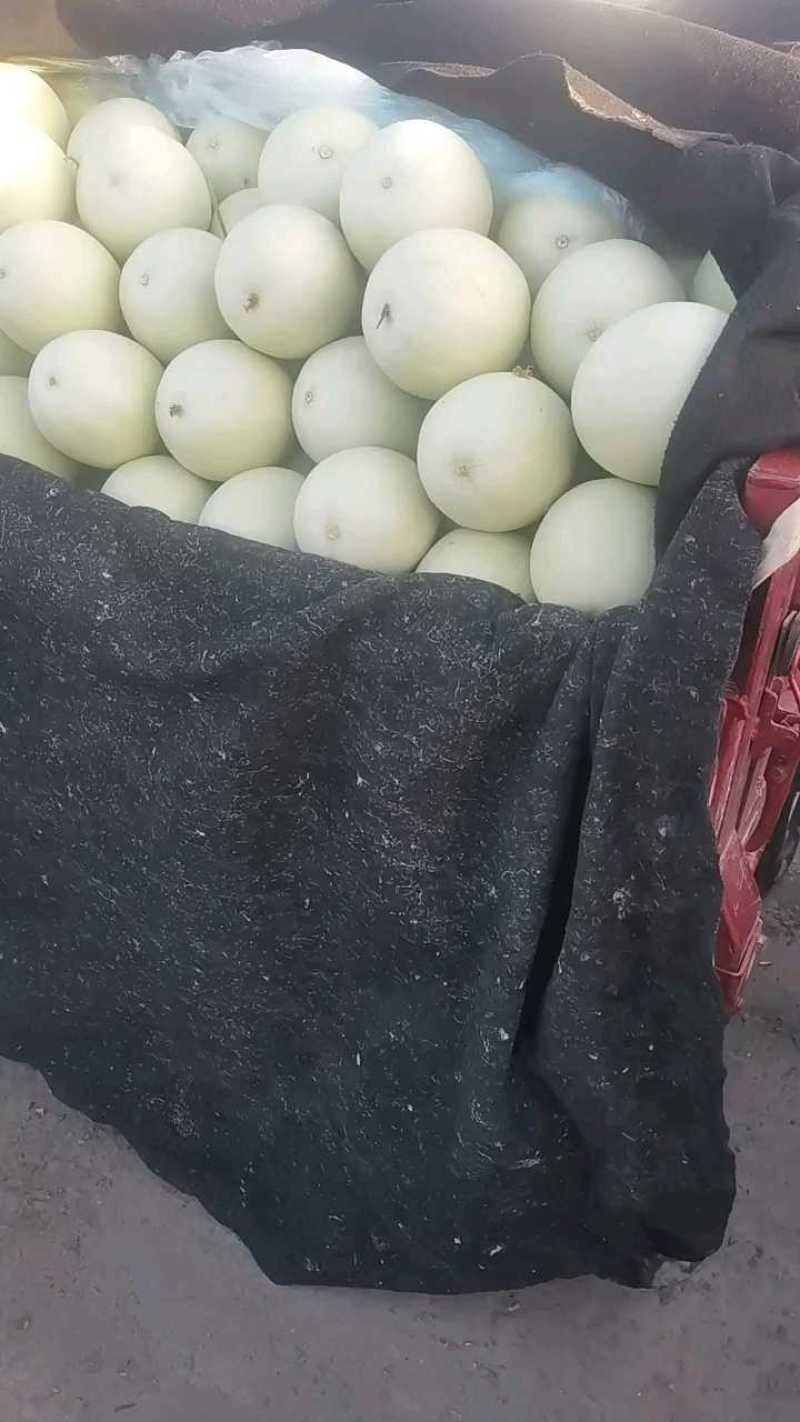 山东莘县玉菇甜瓜，电商一件代发对接社区团购全网接单售后低