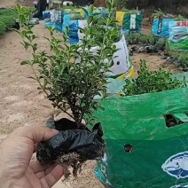 金边六月雪，大小规格袋苗，及各种绿化苗木支持视频看货