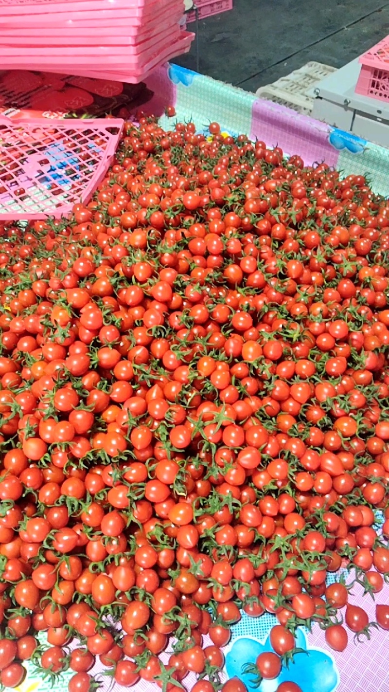 玲珑圣女果一手货源，产地直供