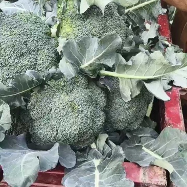 【推荐】西蓝花耐寒优秀产地直发提供一条龙服务
