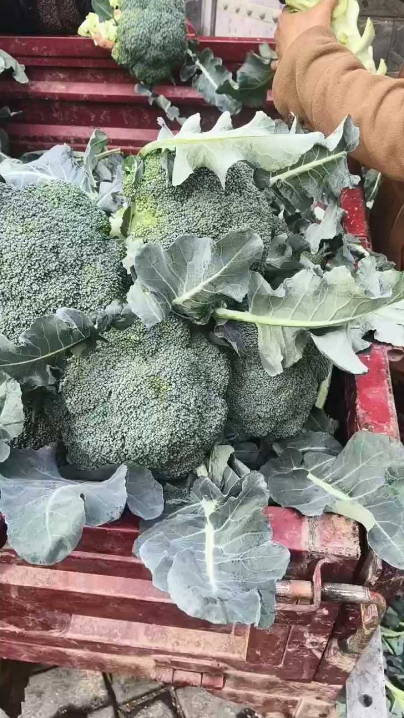 【推荐】西蓝花耐寒优秀产地直发提供一条龙服务