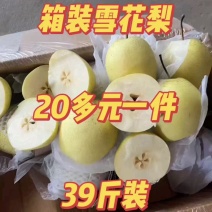 赵县雪花梨肉细多汁货源充足欢迎来电咨询选购