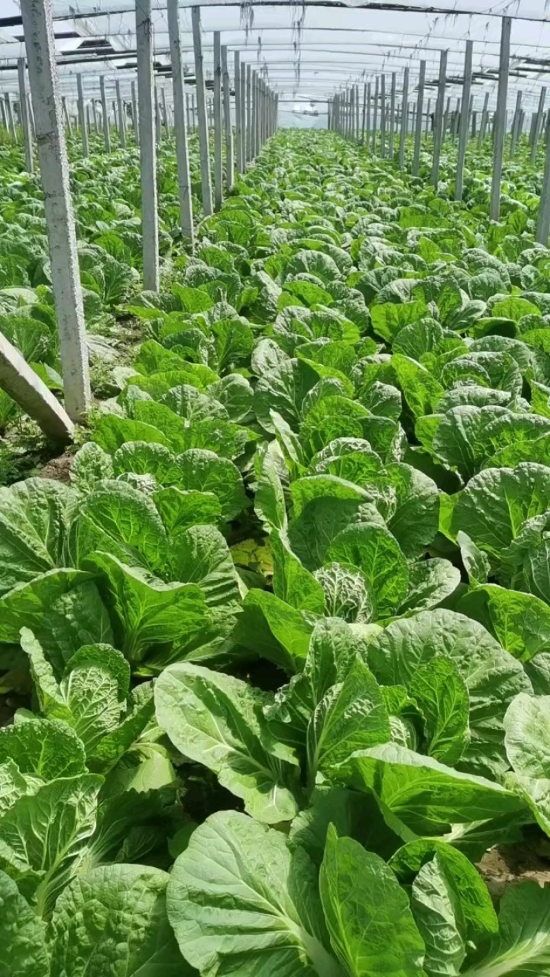 黄心大白菜