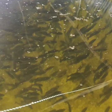 【荐】鲈鱼苗优质加州鲈鱼苗浙江鲈鱼苗活体运输视频看货选货