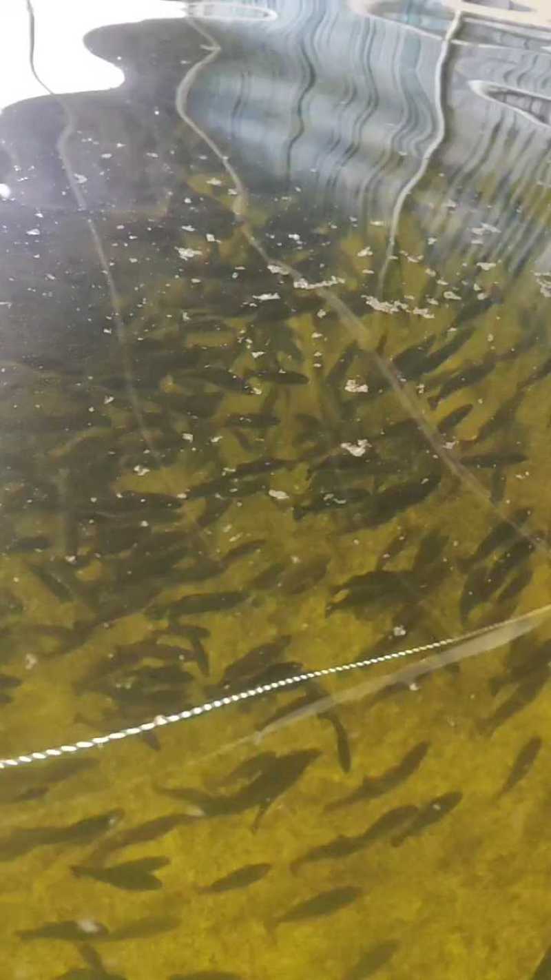 【荐】鲈鱼苗优质加州鲈鱼苗浙江鲈鱼苗活体运输视频看货选货