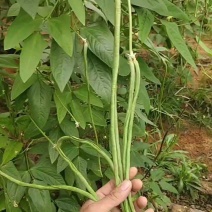豆角大量上市。需要的老板电话联系。产地直发。代收代发。
