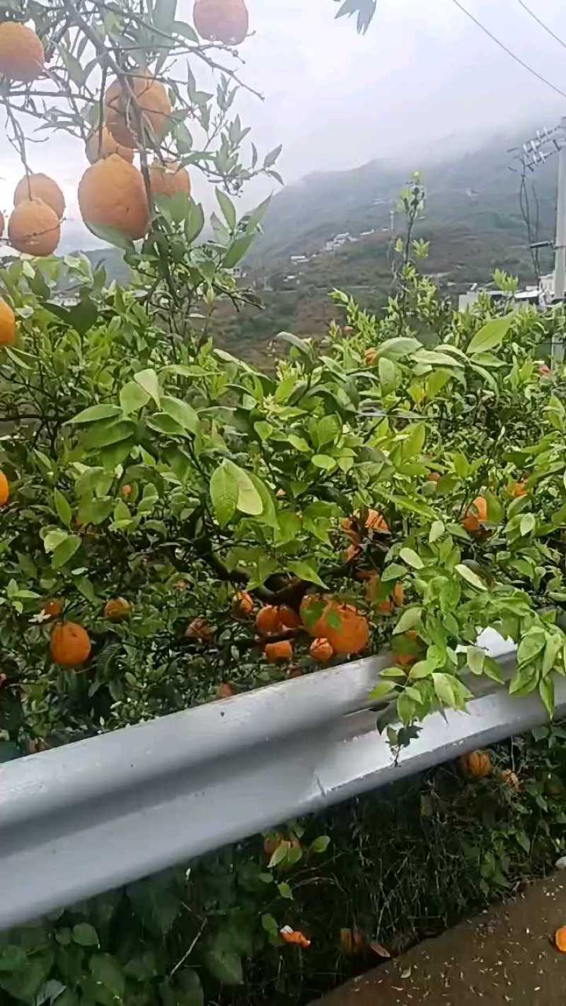 四川黄果柑大量上市，鲜嫩多汁9分甜！