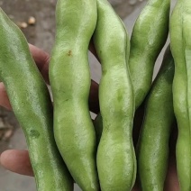 福建福鼎蚕豆大量有货