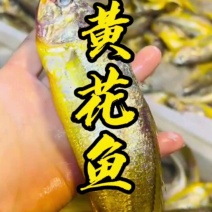 品名：小黄花鱼规格：一箱十斤，一箱120条以内开堂去肠去腮