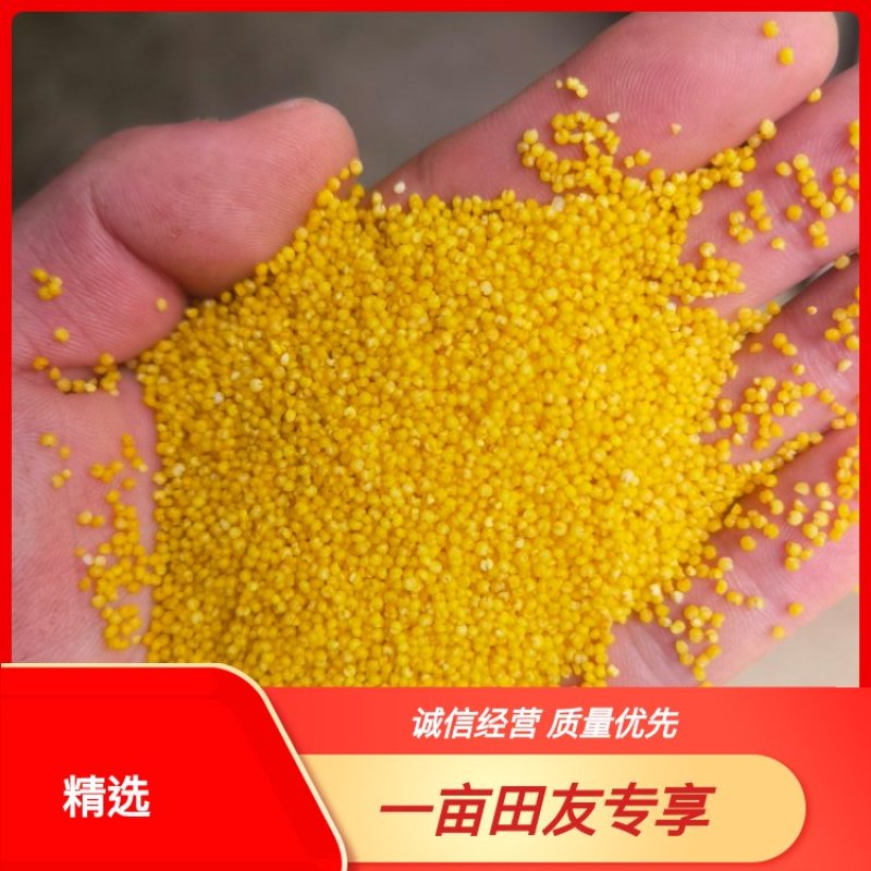【牛商优选】黄小米厂家直销品质保证一手货源量大从优