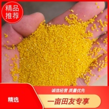 【牛商优选】黄小米厂家直销品质保证一手货源量大从优