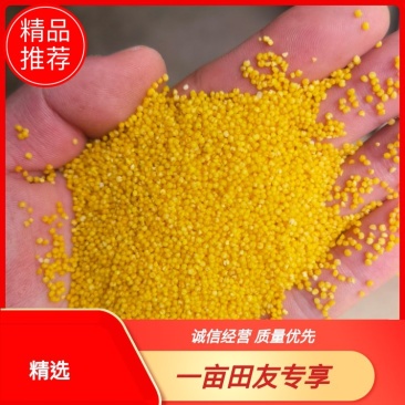【牛商优选】黄小米厂家直销品质保证一手货源量大从优