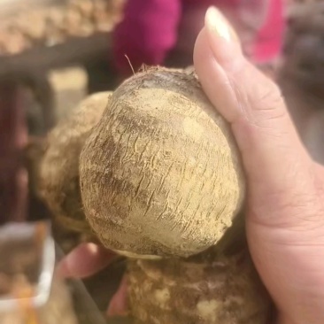 芋头8520毛芋头产地直发货源充足保质保量