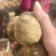 芋头8520毛芋头产地直发货源充足保质保量