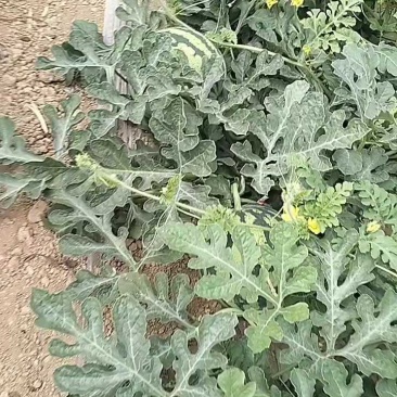 甜蜜蜜/夏乐西瓜/美都西瓜/麒麟西瓜/诚信为本/合作共赢