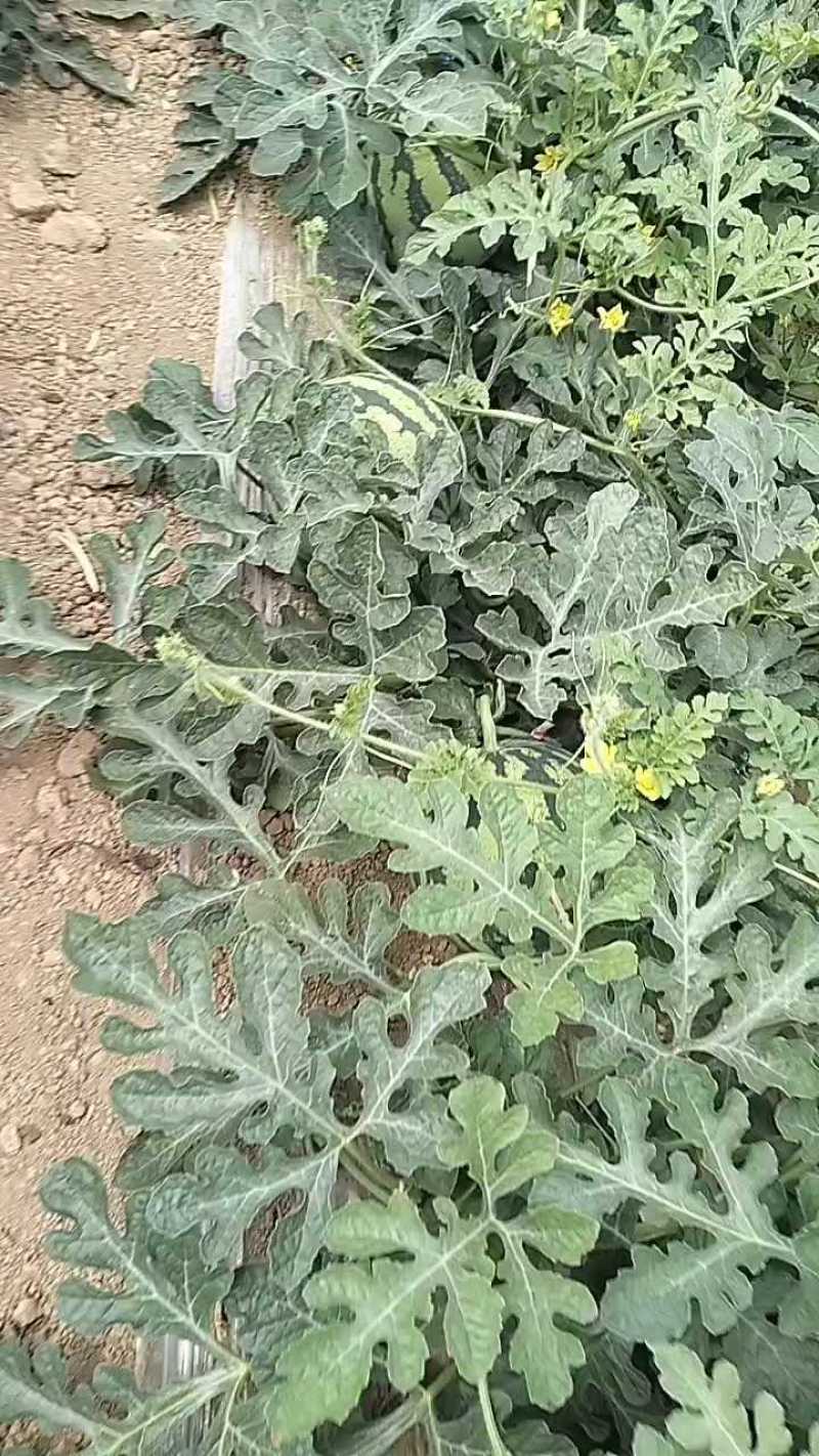 甜蜜蜜/夏乐西瓜/美都西瓜/麒麟西瓜/诚信为本/合作共赢