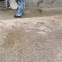 河南宁陵酥梨，半斤以上7毛起，正在装车中