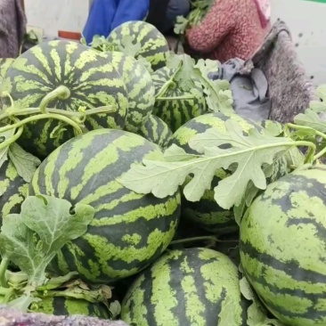 精品甜王西瓜，货源充足，实力对接。有需要的欢迎来看货。
