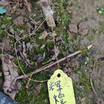 辉煌1—5矮化大樱桃苗硬度高不裂果基地发货保证纯度包邮