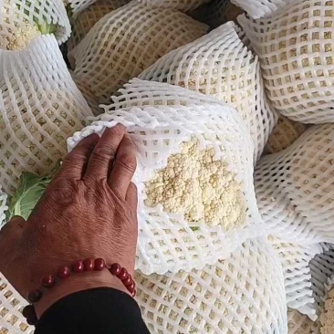 陕西松花菜大量上市，今日价格4毛5起！