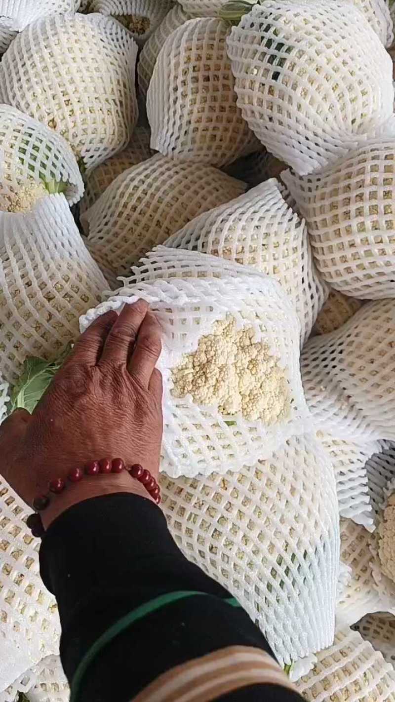 陕西松花菜大量上市，今日价格4毛5起！