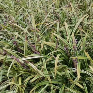 绿化工程苗金边麦冬草苗室外地栽宿根花卉草花花苗常绿耐寒