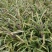 绿化工程苗金边麦冬草苗室外地栽宿根花卉草花花苗常绿耐寒