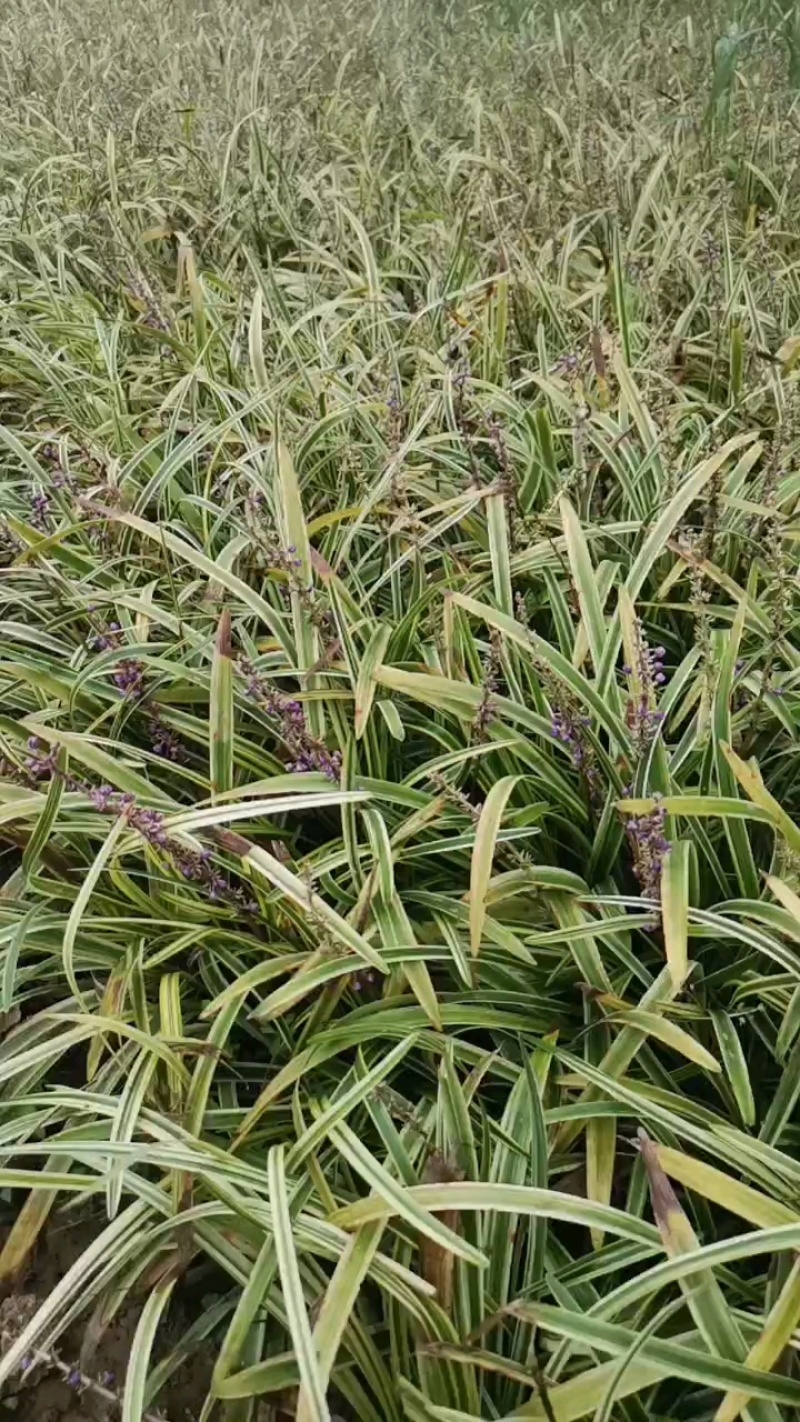 绿化工程苗金边麦冬草苗室外地栽宿根花卉草花花苗常绿耐寒